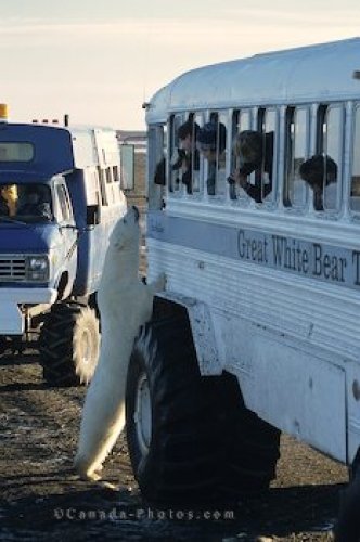 Bear Bus