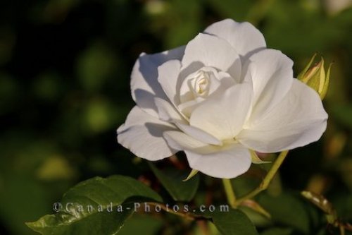 rose flowers pictures gallery. White Rose Flower Picture