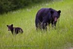 Photo: American Black Bears Ursus Americanus Sow And Cub