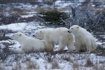 Photo: Arctic Polar Bears