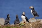Photo: Atlantic Puffin Mates Bird Island Newfoundland