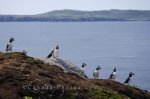 Photo: Atlantic Puffins Group Bonavista Peninsula Newfoundland