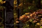 Photo: Autumn Colored Forest Algonquin Provincial Park