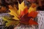 Photo: Autumn Colored Maple Leaves Rock Lake Algonquin Provincial Park