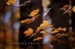 Photo: Autumn Forest Colors Rock Lake Algonquin Provincial Park