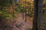 Photo: Autumn Forest Trail Ontario Canada