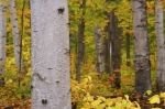 Photo: Autumn Tree Bark Algonquin Provincial Park