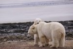 Photo: Baby Polar Bear Playing Churchill Manitoba