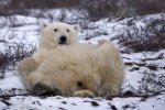 Photo: Polar Bear Back Massage Winter Arrival Churchill