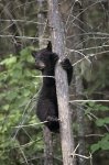 Photo: Bear Tree