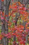 Photo: Bright Colored Leaves Rock Lake Road Ontario