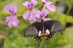 Photo: Butterfly Tropical Garden Feeding Deer Lake Newfoundland