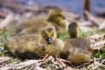 Photo: Canada Geese Goslings Point Pelee National Park Leamington Ontario