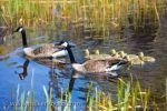 Photo: Canada Geese Parents With Goslings Lake Erie Shoreline