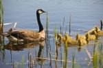 Photo: Canada Goose With Goslings Point Pelee National Park