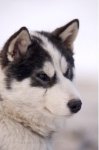 Photo: Canadian Eskimo Dog Puppy Face