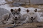 Photo: Canadian Eskimo Dogs Churchill Manitoba