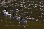 Photo: Canadian Geese Picture