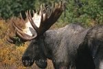 Large moose can be best seen in the Yukon
