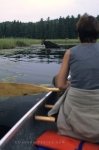Photo: Canoe Moose Animal Watching