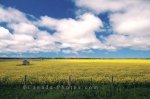 Photo: Canola Field Eastern Alberta