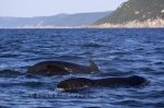 Photo: Cape Breton Long Finned Pilot Whales