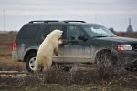 Photo: Polar Bear Car Watch Churchill Manitoba
