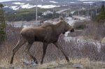 Photo: Newfoundland Moose