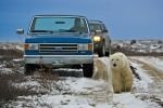 Photo: Churchill Polar Bear Hudson Bay Manitoba