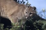 Photo: Cougar Animal Picture