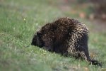 Photo: Curious Porcupine