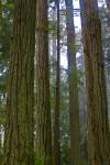 Photo: Douglas-fir Trees Cathedral Grove Rainforest Vancouver Island