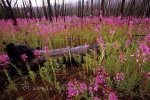 Photo: Fireweed Flowers Yukon