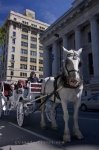 Photo: Horse Drawn Carriage Tour Old Montreal