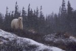Photo: Hudson Bay Polar Bear Winter Churchill Manitoba