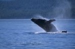 The massive body of a humpback whale breaks through the water with force as it performs a breach off Vancouver Island.