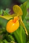 Photo: Yellow Ladys Slipper Plant picture