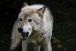 Photo: Mean Looking Timber Wolf Picture Parc Omega Outaouais Quebec
