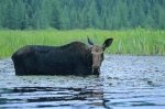 Photo: Moose Pond Ontario