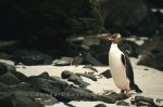 Photo: New Zealand Penguin