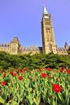 Photo: Tulip Parliament Buildings Parliament Hill Ottawa