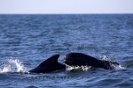 Photo: Long Finned Pilot Whales