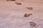 Photo: Pinware River Mouth Beach Footprints Southern Labrador