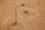 Photo: Plant Patterns Sand Dunes Spirit Sands Trail Manitoba