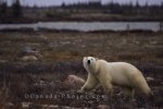Photo: Polar Bear Alert Churchill Manitoba