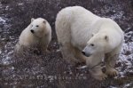 Photo: Polar Bear Family Churchill Manitoba