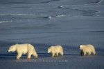 Photo: Polar Bear Family Churchill