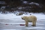 Photo: Polar Bear Food Source Ringed Seal