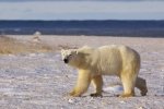 Photo: Polar Bear Hunt Churchill Manitoba