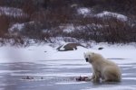Photo: Polar Bear Meal Churchill Manitoba